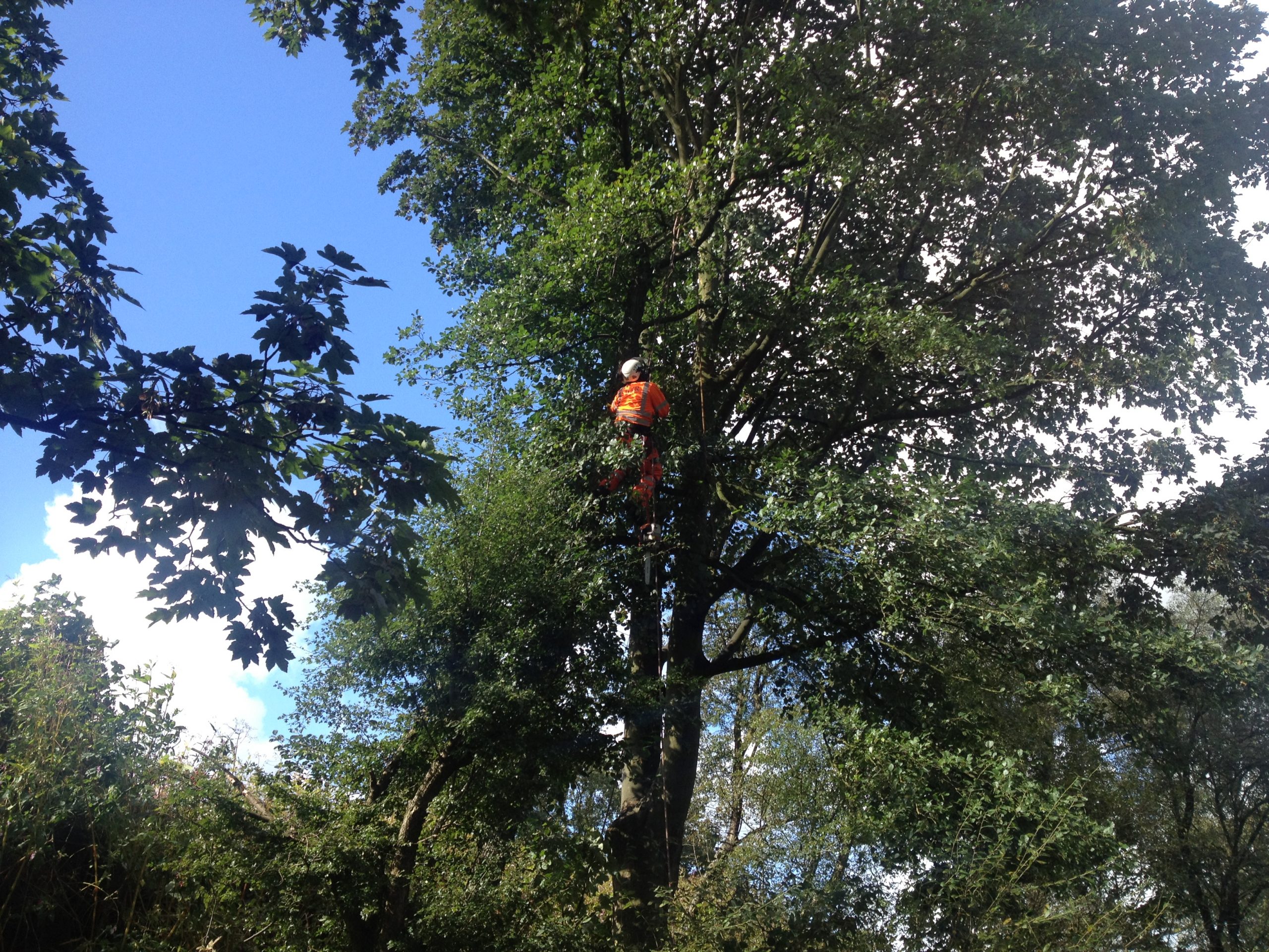 Tree Pruning & Crown Work
