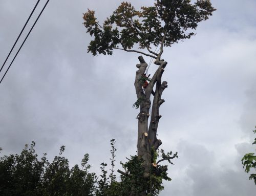 Tree Cutting & Removal Contractor | Stump Grinding & Tree Removal Services