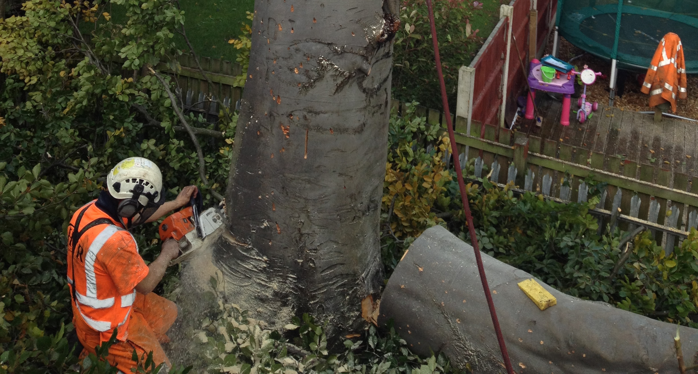 Tree Management