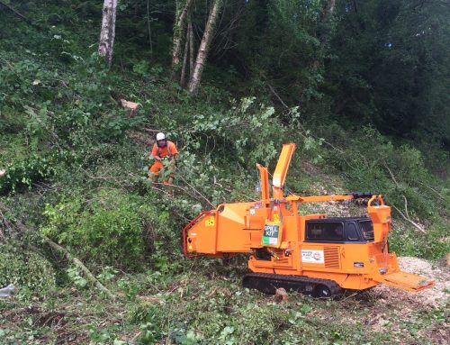Scrub Clearance and De-Vegetation Services: What It Is and How Treetops Can Help