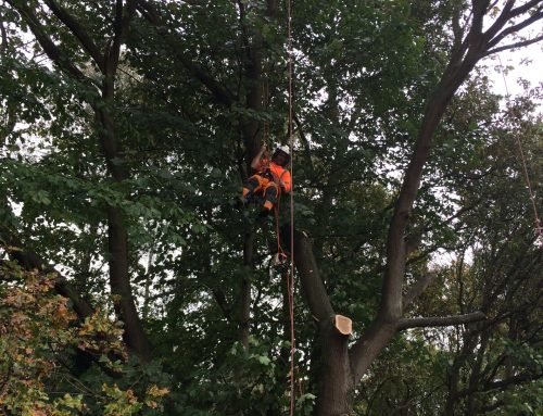 Tree Fellers: Essential Skills and Safety Practices for Professional Arborists