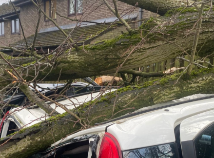 Emergency Tree Work